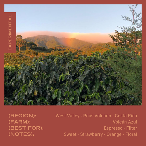 Costa Rica | Volcan Azul | Geisha