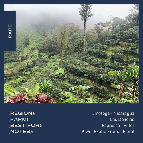 Nicaragua | Las Delicias | Geisha